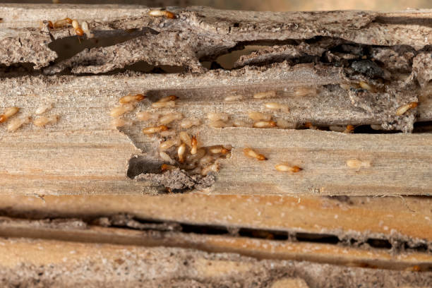 Best Local Pest Control Services  in Siesta Shores, TX